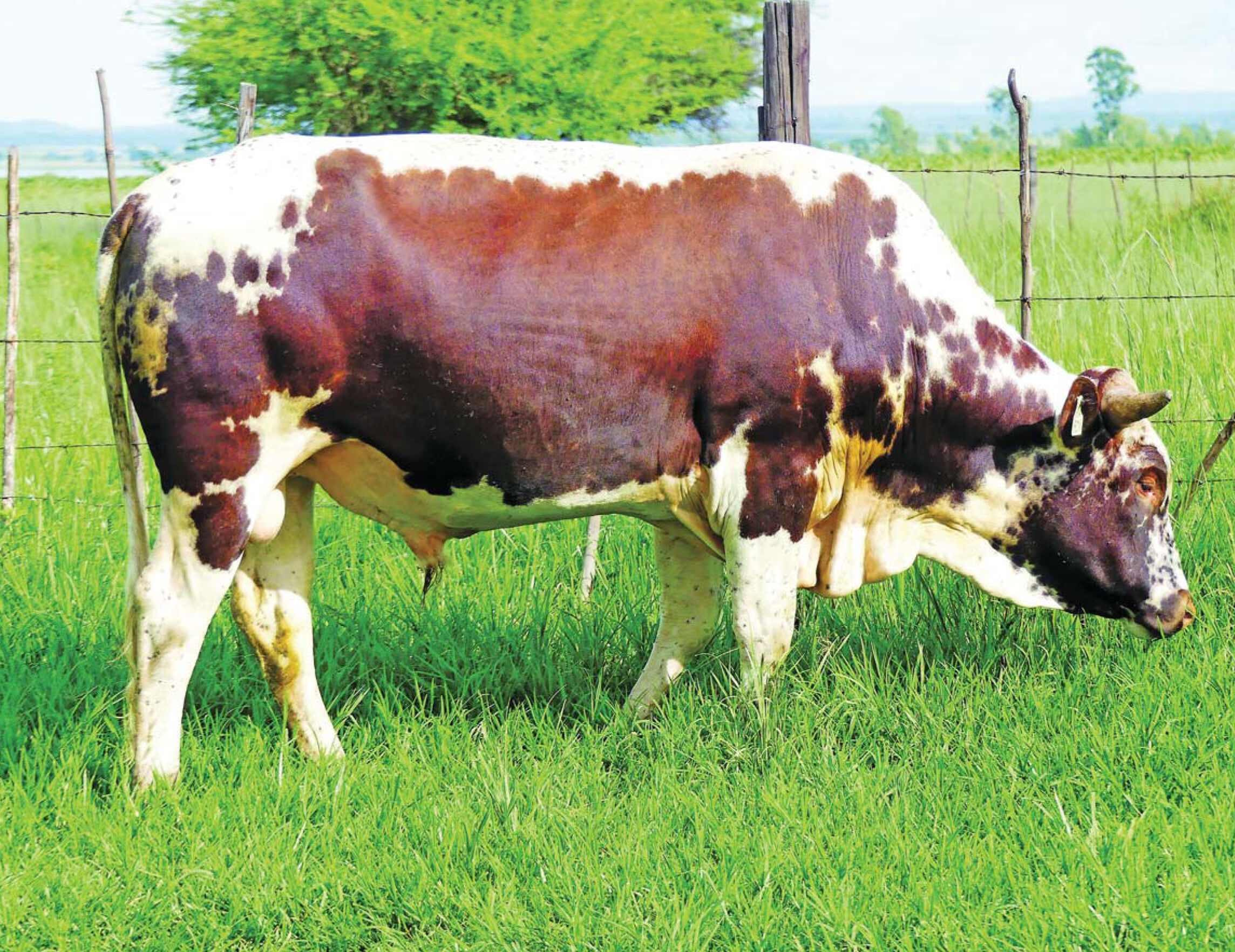 Nkone Cattle