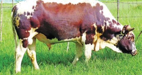 Nkone Cattle