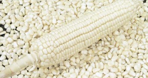 White Maize