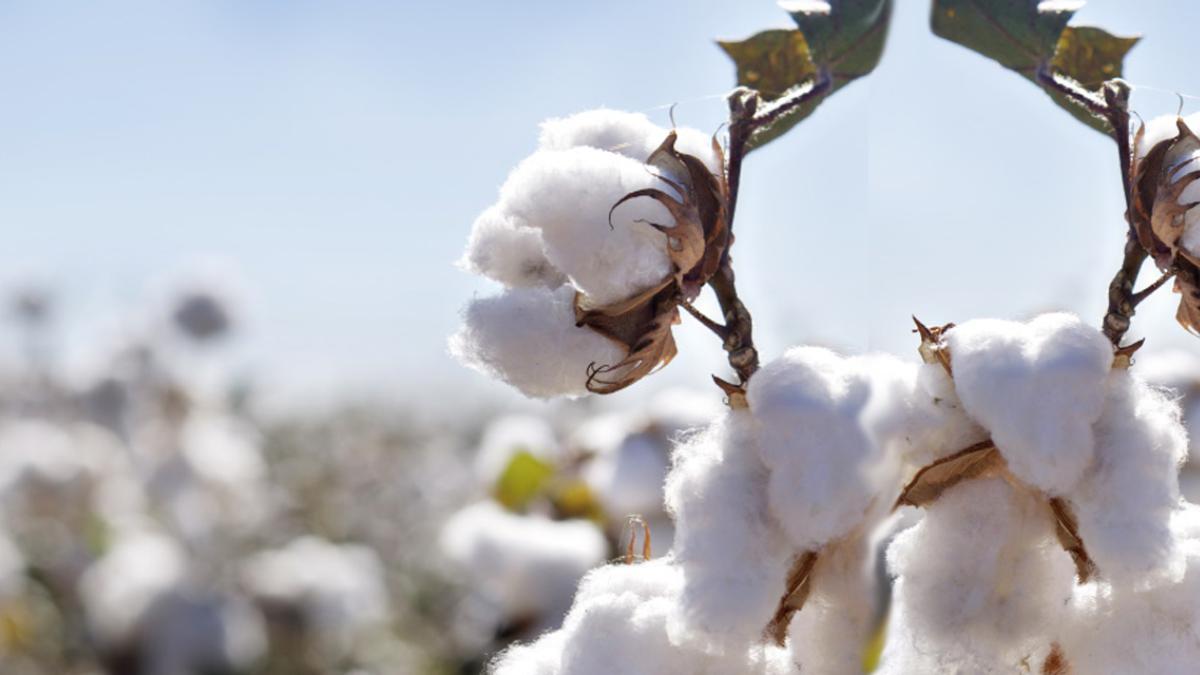 cotton