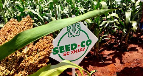 New Sorghum Variety